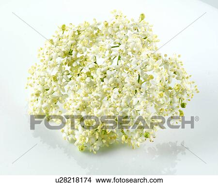 Elderflowers View Large Photo Image Picture - Elderflowers. Fotosearch