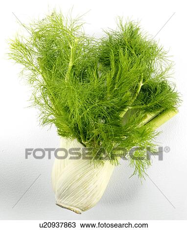 Fennel - Non Exclusive View Large Photo Image Stock Image - Fennel - Non Exclusive. Fotosearch