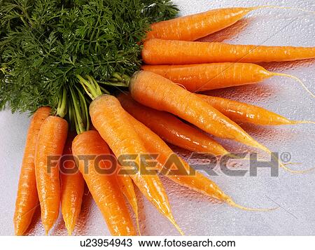 Fresh Carrots - Non Exclusive View Large Photo Image Stock Image - Fresh Carrots - Non Exclusive. Fotosearch