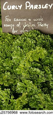 Stock Photo - Fresh curly parsley with sign. Fotosearch
