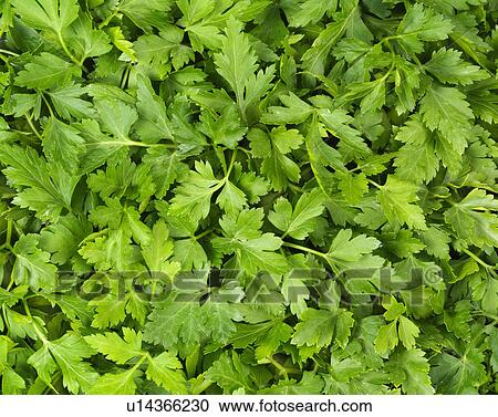 Stock Image - Fresh Flat Leaf Parsley - Non Exclusive. Fotosearch