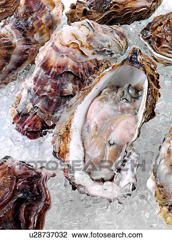 Stock Image - Fresh Oysters On Ice. Fotosearch