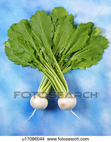 Turnips norsk