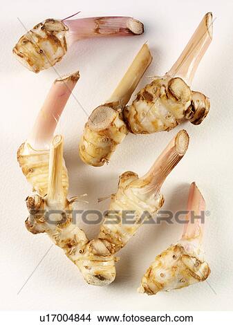 Galangal View Large Photo Image Picture - Galangal. Fotosearch