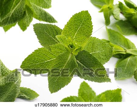 Stock Image - Garden mint. Fotosearch