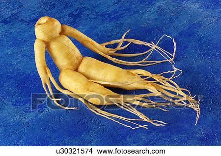 Ginseng View Large Photo Image Picture - Ginseng. Fotosearch