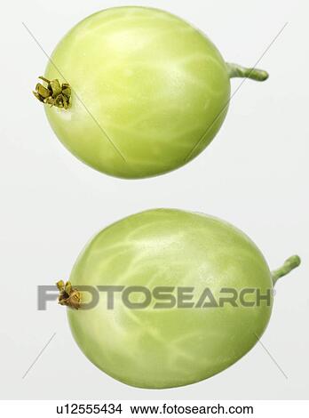 Gooseberries - Non Exclusive View Large Photo Image Picture - Gooseberries - Non Exclusive. Fotosearch