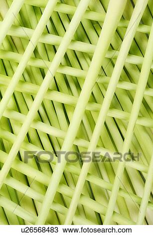 Lemon Grass - Non Exclusive View Large Photo Image Stock Image - Lemon Grass - Non Exclusive. Fotosearch