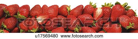 Line Of Strawberries - Non Exclusive View Large Photo Image Stock Image - Line Of Strawberries - Non Exclusive. Fotosearch
