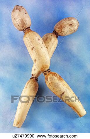 Lotus Root View Large Photo Image Stock Image - Lotus Root. Fotosearch