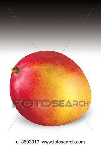 Mango View Large Photo Image Stock Photo - Mango. Fotosearch