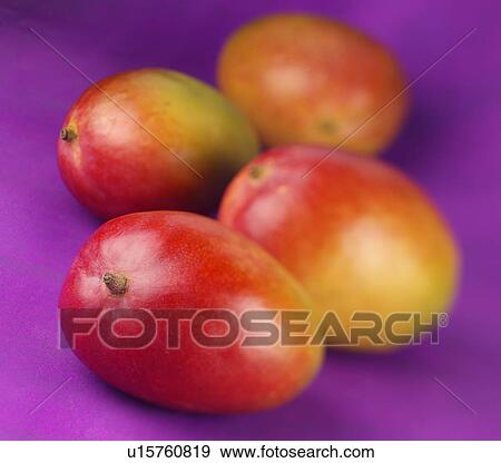Mangoes View Large Photo Image Stock Photo - Mangoes. Fotosearch