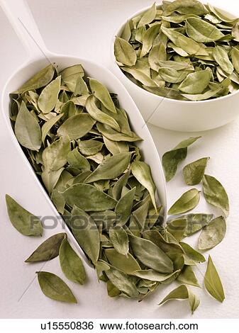 Myrtle Leaves in Scoop - Non Exclusive View Large Photo Image Stock Photograph - Myrtle Leaves in Scoop - Non Exclusive. Fotosearch