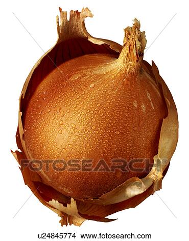 Picture - Onion - Non Exclusive. Fotosearch