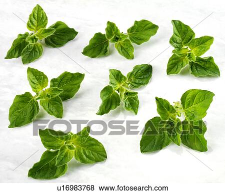 Oregano - Non Exclusive View Large Photo Image Stock Photo - Oregano - Non Exclusive. Fotosearch