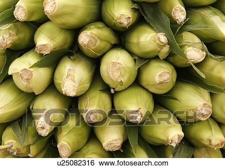 Stock Photograph - Organic Sweet Corn on the Cob. Fotosearch
