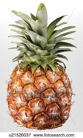 Stock Photo - Pineapple - Non Exclusive. Fotosearch