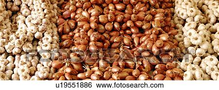 Plaits of french garlic and shallots View Large Photo Image Stock Photograph - Plaits of french garlic and shallots. Fotosearch