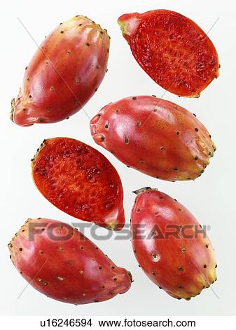 Prickly Pear / Cactus Pear View Large Photo Image Picture - Prickly Pear / Cactus Pear. Fotosearch