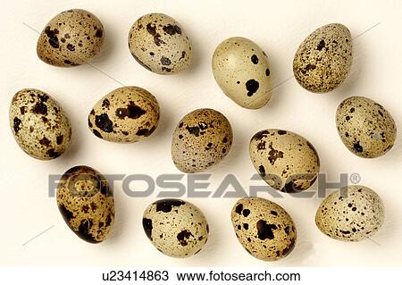 Quail eggs View Large Photo Image Stock Image - Quail eggs. Fotosearch