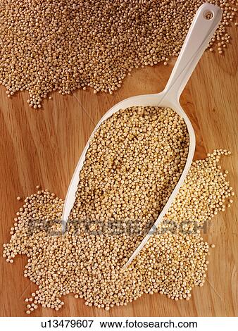Quinoa in Scoop - Non Exclusive View Large Photo Image Stock Photo - Quinoa in Scoop - Non Exclusive. Fotosearch