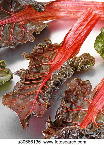 Stock Photograph - Rainbow Chard Leaves. Fotosearch