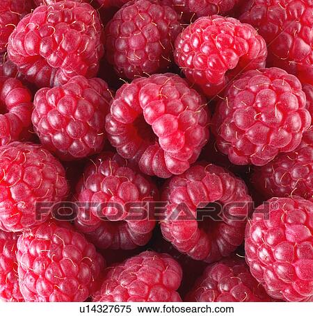 Raspberries, close-up View Large Photo Image Stock Photography - Raspberries, close-up. Fotosearch