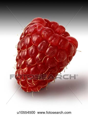 Raspberry on white View Large Photo Image Stock Image - Raspberry on white. Fotosearch