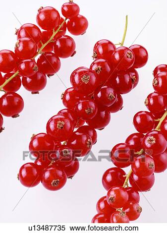 Red Currants View Large Photo Image Stock Photography - Red Currants. Fotosearch