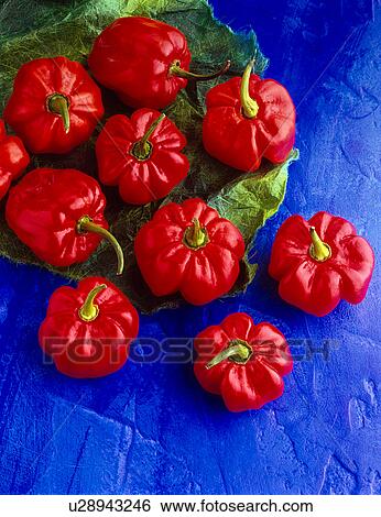 red peppers on blue background View Large Photo Image Stock Photograph - red peppers on blue background. Fotosearch