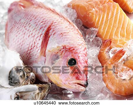 Red Snapper Fish - Non Exclusive View Large Photo Image Stock Image - Red Snapper Fish - Non Exclusive. Fotosearch