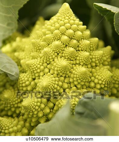 Roman Cauliflower View Large Photo Image Stock Photo - Roman Cauliflower. Fotosearch