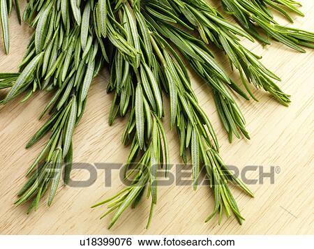 Stock Photograph - Rosemary sprigs. Fotosearch