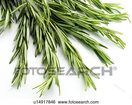 Rosemary View Large Photo Image Stock Photograph - Rosemary. Fotosearch