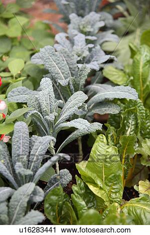 Sage growing View Large Photo Image Stock Image - Sage growing. Fotosearch