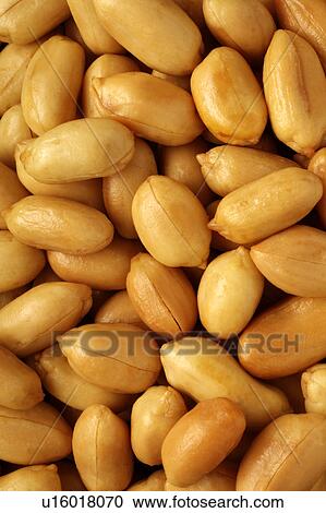 Stock Image - Shelled peanuts. Fotosearch