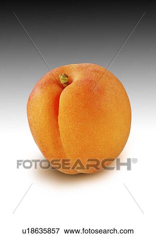 Stock Photo - Single apricot on graduated. Fotosearch