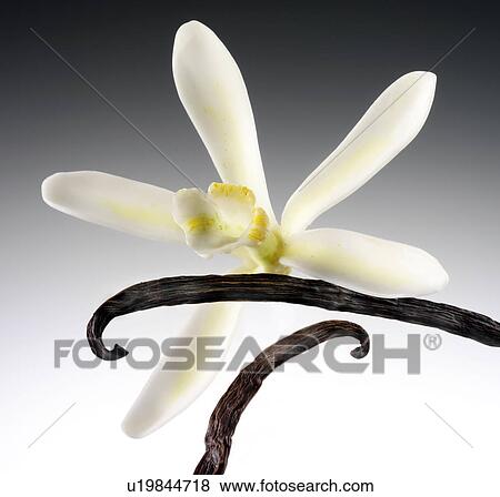 Stock Photo - Single Vanilla Flower And Pods - Non Exclusive. Fotosearch