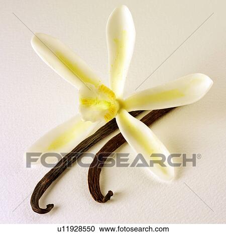 Single Vanilla Flower And Pods on White - Non Exclusive View Large Photo Image Stock Image - Single Vanilla Flower And Pods on White - Non Exclusive. Fotosearch