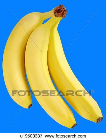 Three Bananas on Blue - Non Exclusive View Large Photo Image Stock Photo - Three Bananas on Blue - Non Exclusive. Fotosearch