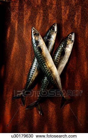 Stock Image - Three mackerel fish. Fotosearch