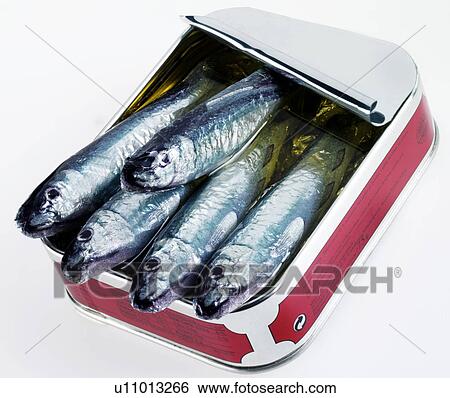 Tin of Sardines - Non Exclusive View Large Photo Image Stock Photograph - Tin of Sardines - Non Exclusive. Fotosearch