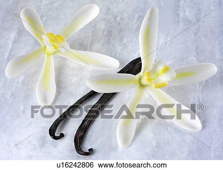 Two Vanilla Flowers And Pods - Non Exclusive View Large Photo Image Stock Photograph - Two Vanilla Flowers And Pods - Non Exclusive. Fotosearch