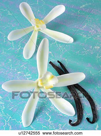Two Vanilla Flowers And Pods on Blue - Non Exclusive View Large Photo Image Stock Photography - Two Vanilla Flowers And Pods on Blue - Non Exclusive. Fotosearch