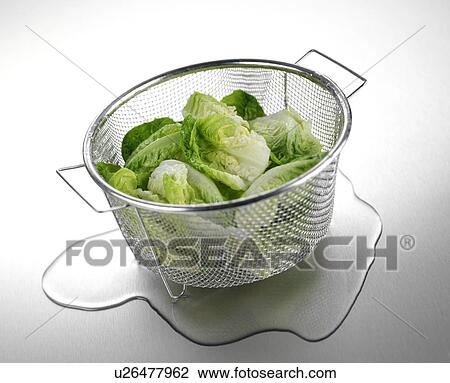 Stock Image - Washed Lettuce. Fotosearch