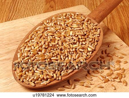 Picture - Wheat. Fotosearch