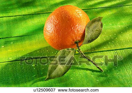 Stock Photo - A single clementine. Fotosearch