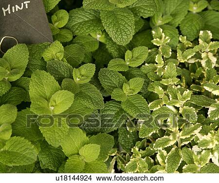 Picture - apple Mint and Variagated apple Mint. Fotosearch