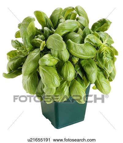 Stock Image - Basil growing. Fotosearch