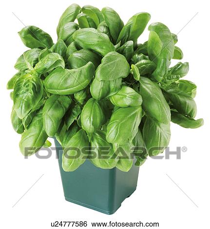 Basil Plant - Non Exclusive View Large Photo Image Stock Photograph - Basil Plant - Non Exclusive. Fotosearch